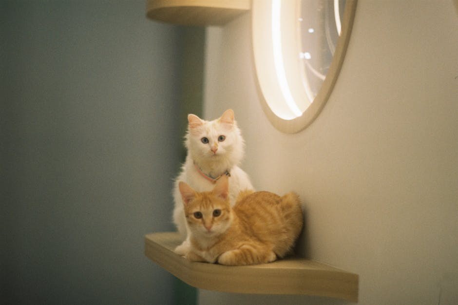 Reakcije na transfuziju krvi kod pasa: simptomi, uzroci i liječenje