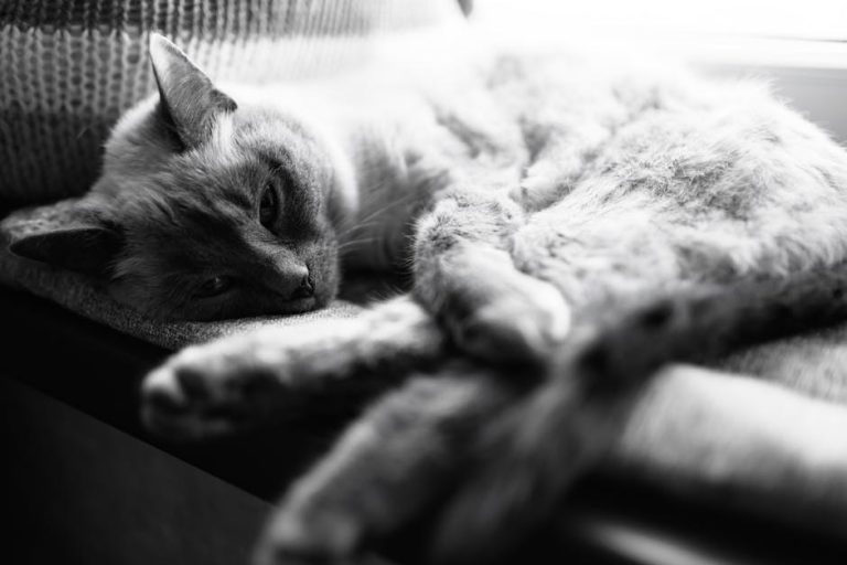 Krvarenje pod kožom kod pasa: simptomi, uzroci i liječenje