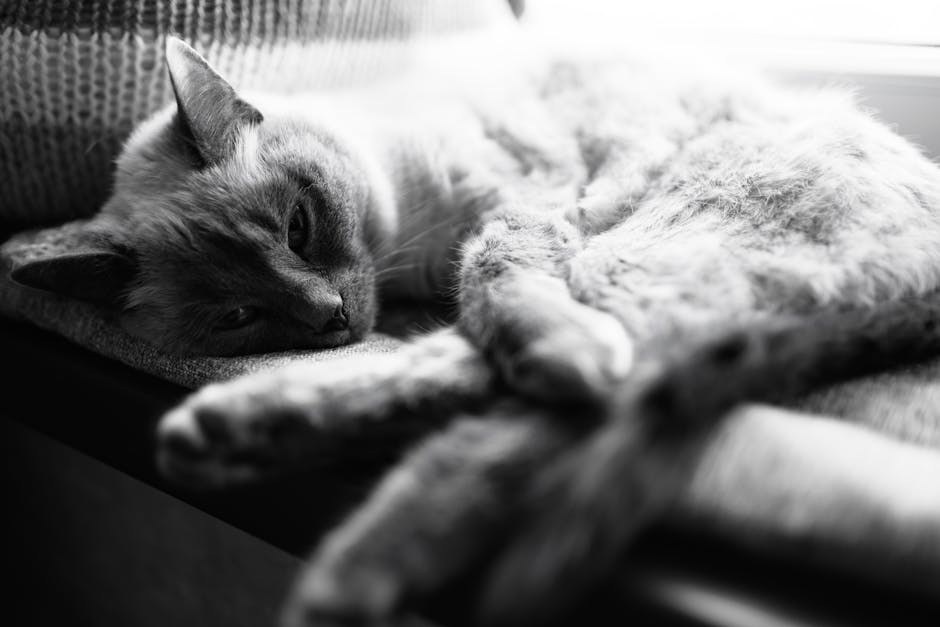 Krvarenje pod kožom kod pasa: simptomi, uzroci i liječenje