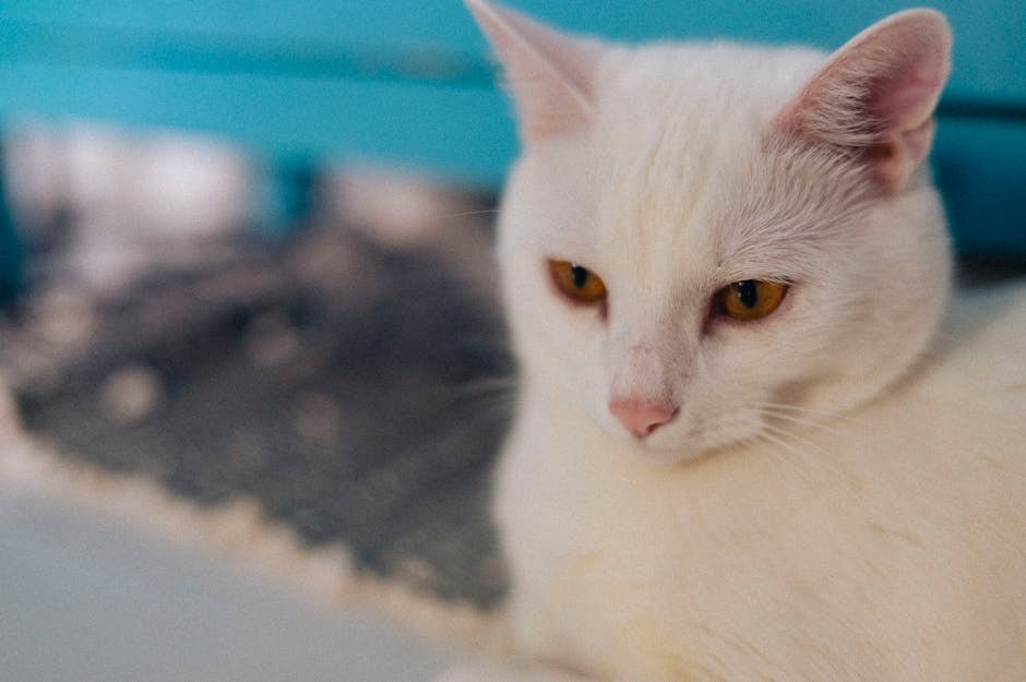 Jesu li ljiljani opasni za pse i što učiniti ako ih pojedu?