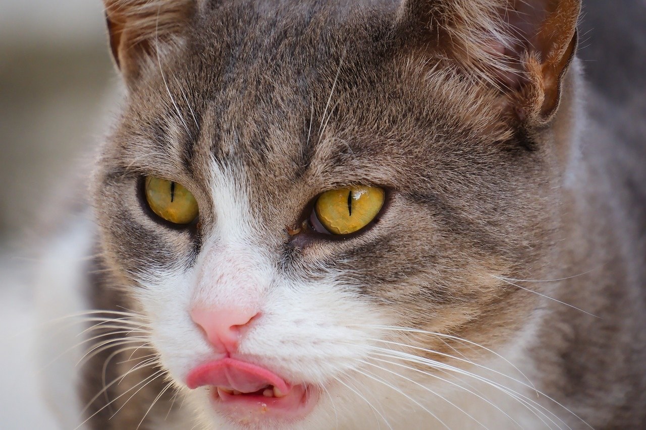 Plućna tromboembolija u pasa: simptomi, uzroci i liječenje