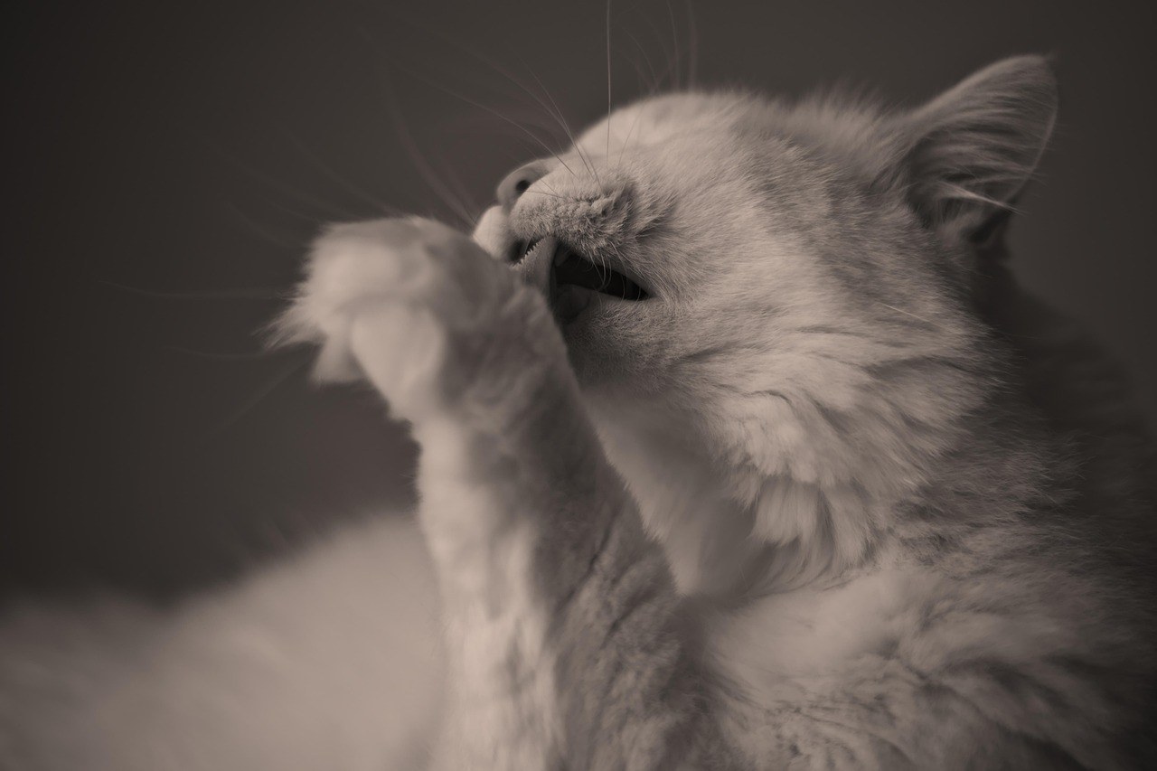 Plućna tromboembolija u pasa: simptomi, uzroci i liječenje