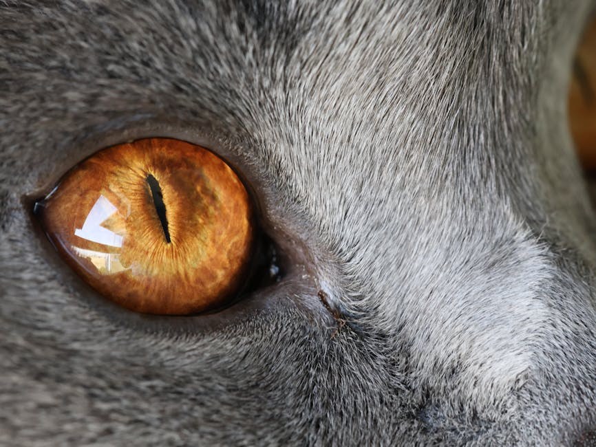 Slijepo tiho oko kod pasa: simptomi, uzroci i liječenje