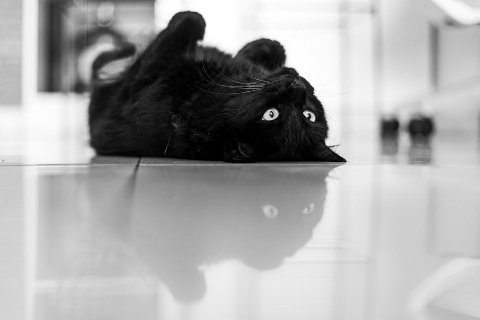 Slijepo tiho oko kod pasa: simptomi, uzroci i liječenje