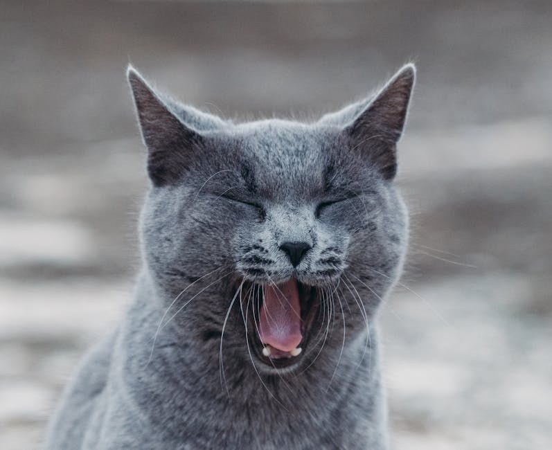 Slijepo tiho oko kod pasa: simptomi, uzroci i liječenje