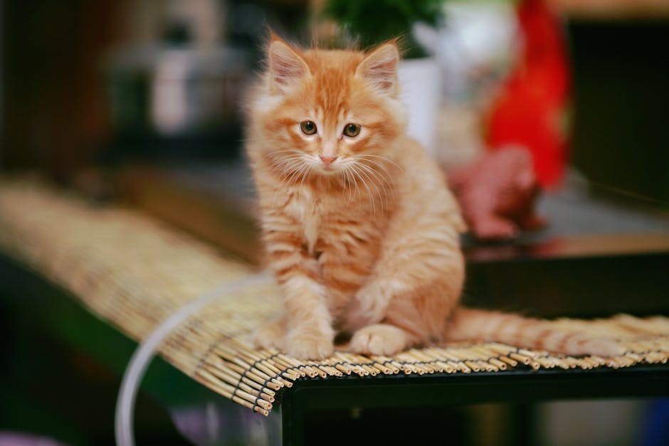 Slijepo tiho oko kod pasa: simptomi, uzroci i liječenje