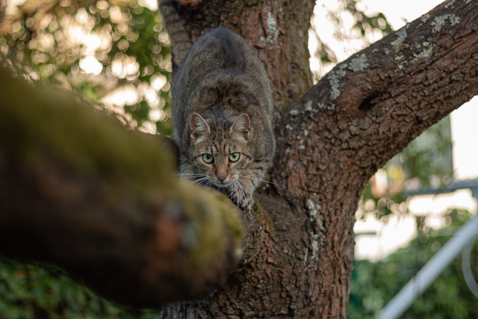 Slijepo tiho oko kod pasa: simptomi, uzroci i liječenje