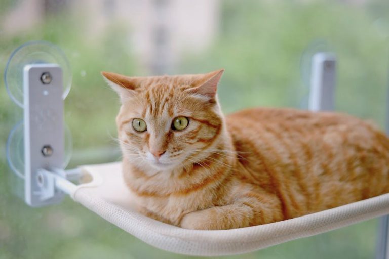 Tuffy’s Pet Foods - drugi opoziv hrane za pse ovog mjeseca zbog povišenog vitamina D