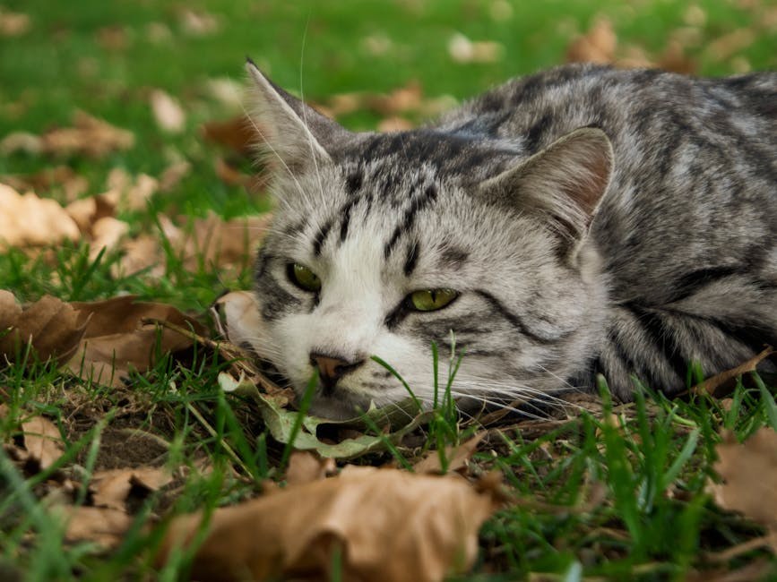Osteohondrodizplazija kod pasa: simptomi, uzroci i liječenje