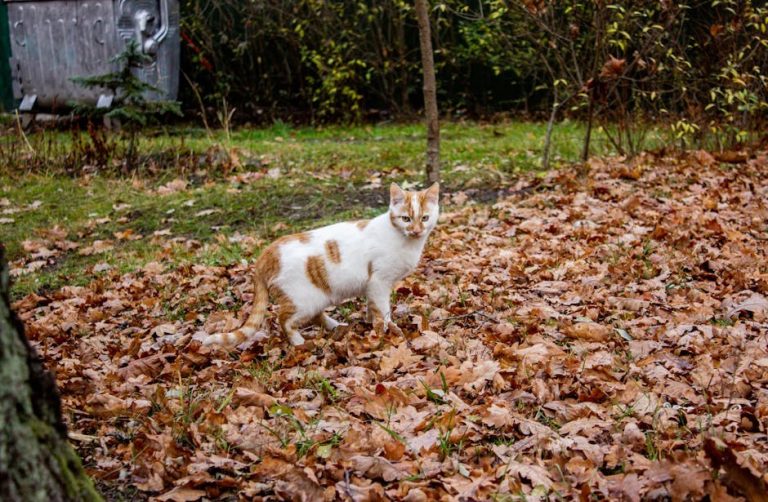 Osteohondrodizplazija kod pasa: simptomi, uzroci i liječenje
