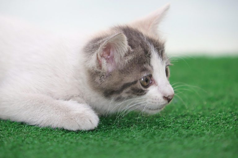 Nokardioza kod pasa: simptomi, uzroci i liječenje