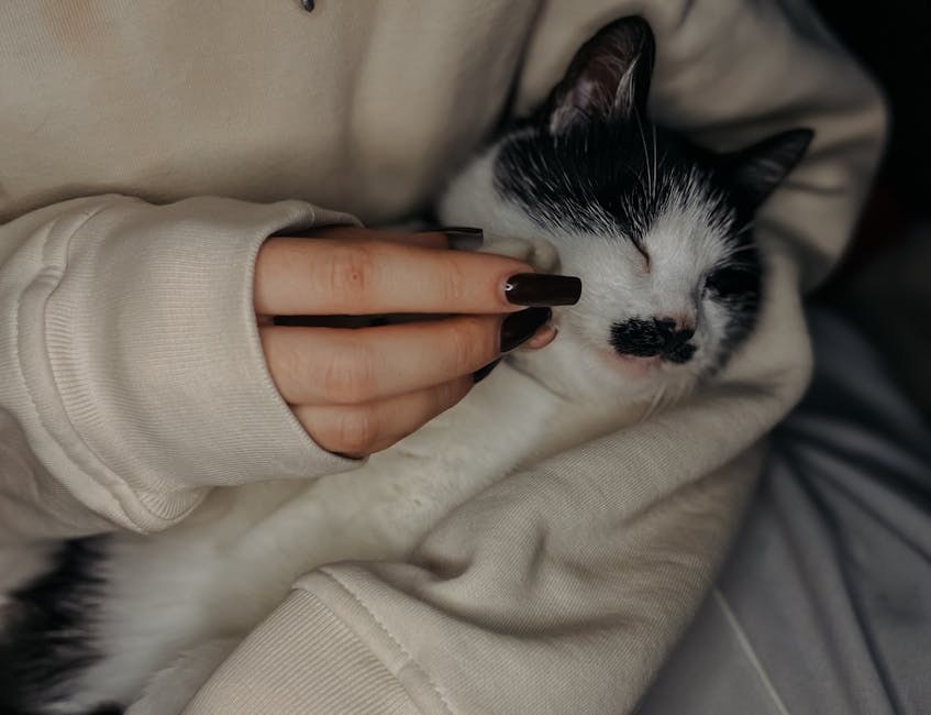 DogPhone: izum koji psima omogućuje poziv ljudima i više autonomije