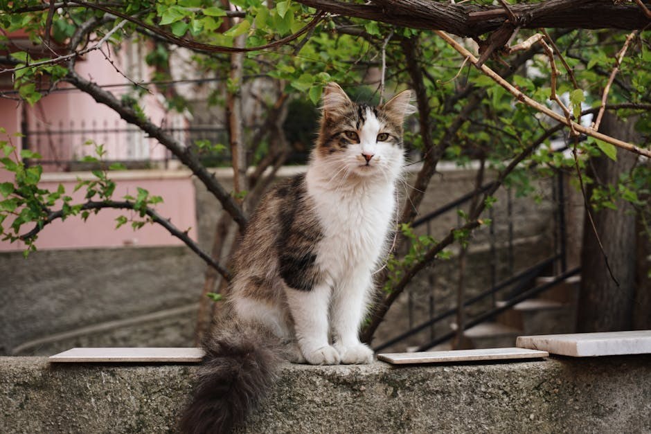 DogPhone: izum koji psima omogućuje poziv ljudima i više autonomije