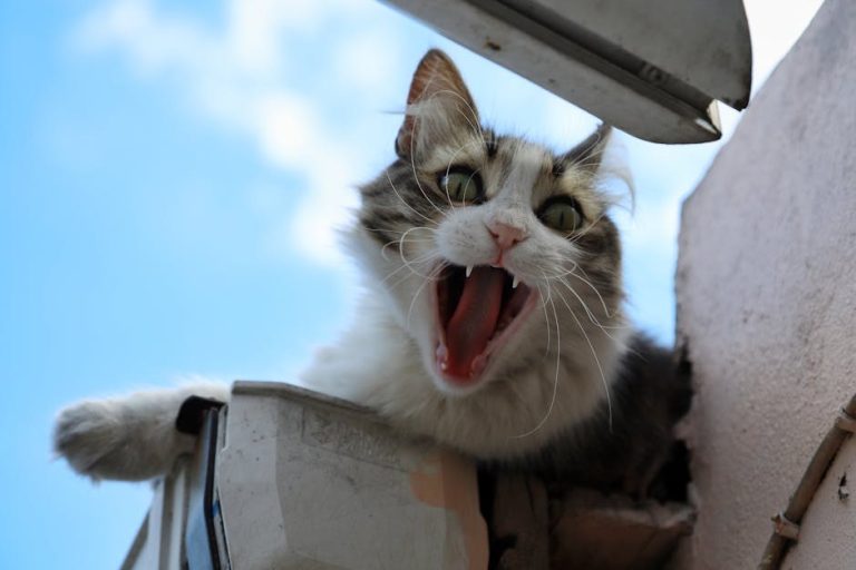 Studeni je mjesec dijabetesa kućnih ljubimaca - podignite svijest