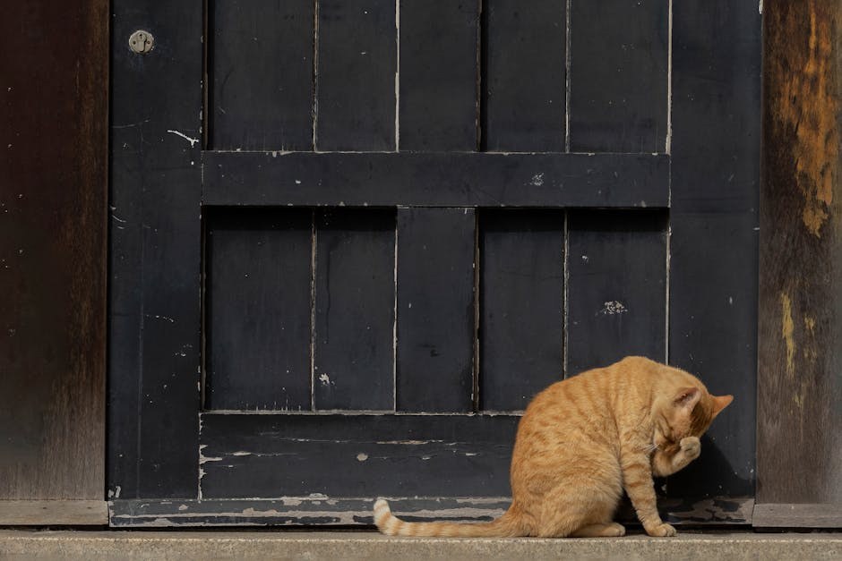 Studeni je mjesec dijabetesa kućnih ljubimaca - podignite svijest