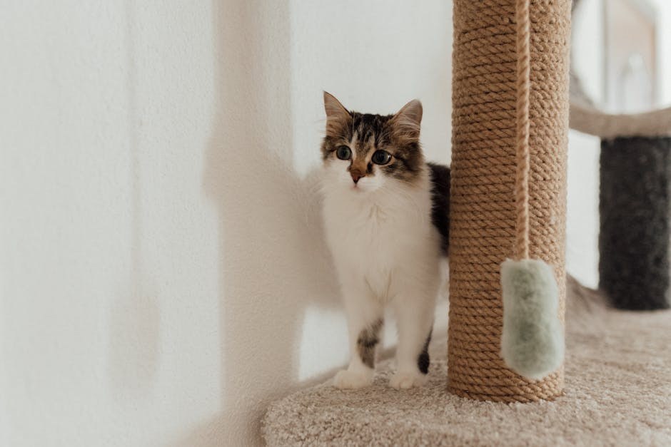 Studeni je mjesec dijabetesa kućnih ljubimaca - podignite svijest