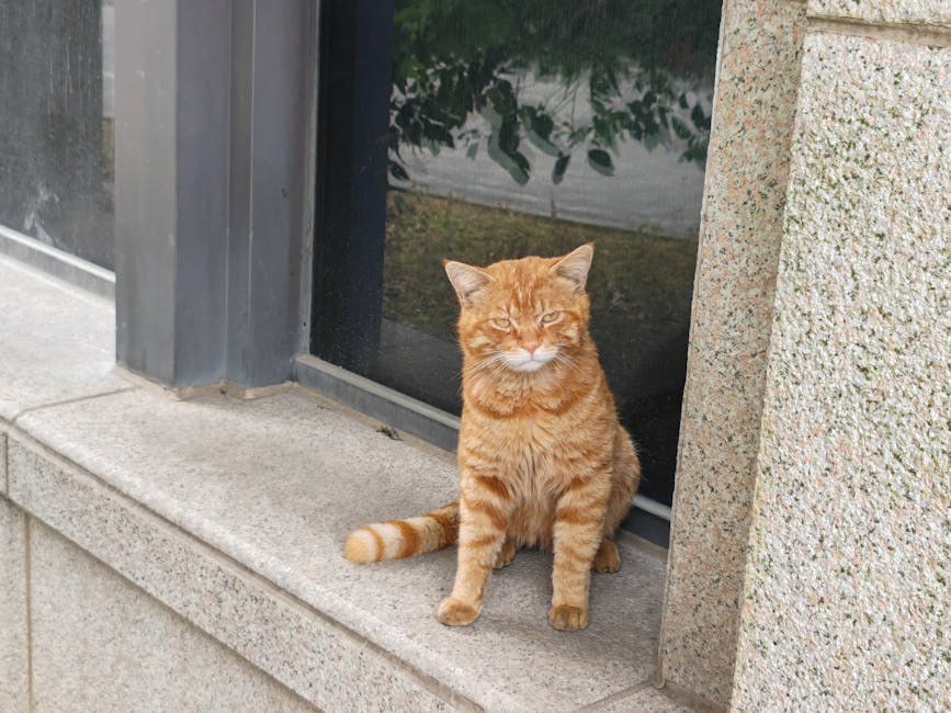 Infekcija Bartonella kod pasa: simptomi, uzroci i mogućnosti liječenja