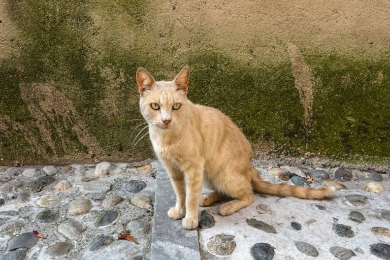 Rak žučnih vodova kod pasa: simptomi, uzroci i liječenje