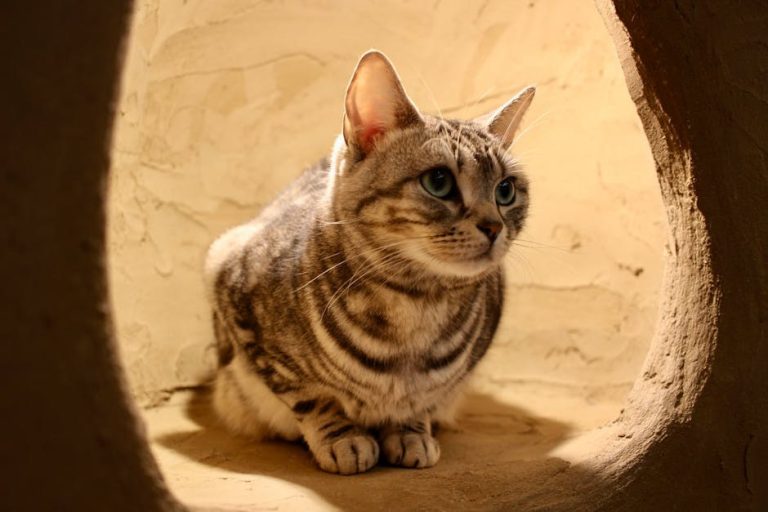 Kako izmjeriti temperaturu psa termometrom kod kuće