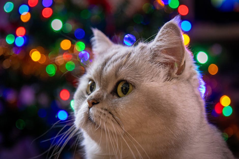 Dobrovoljni nacionalni opoziv konzervirane pseće hrane: Fromm Family Foods i povišeni vitamin D