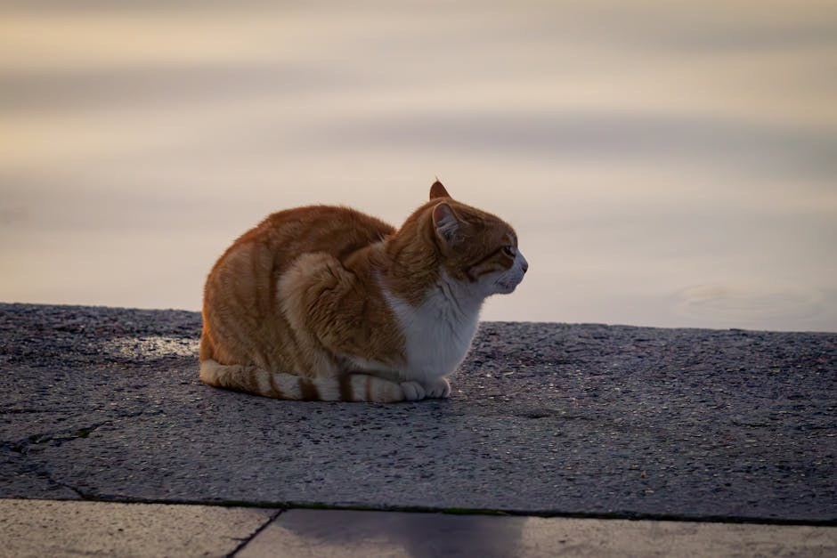 Dobrovoljni nacionalni opoziv konzervirane pseće hrane: Fromm Family Foods i povišeni vitamin D