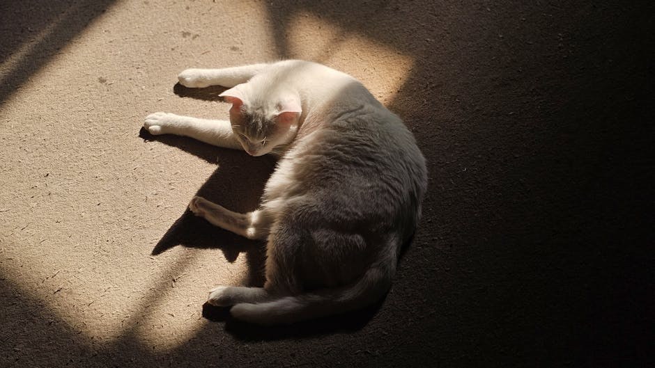 Dobrovoljni nacionalni opoziv konzervirane pseće hrane: Fromm Family Foods i povišeni vitamin D