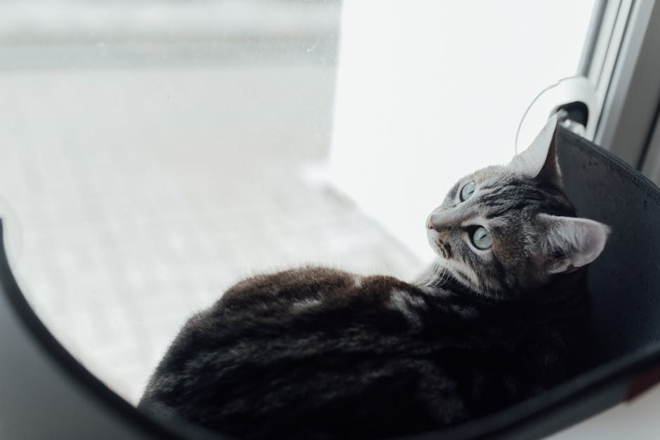 Krvarenje iz nosa kod pasa: simptomi, uzroci i liječenje