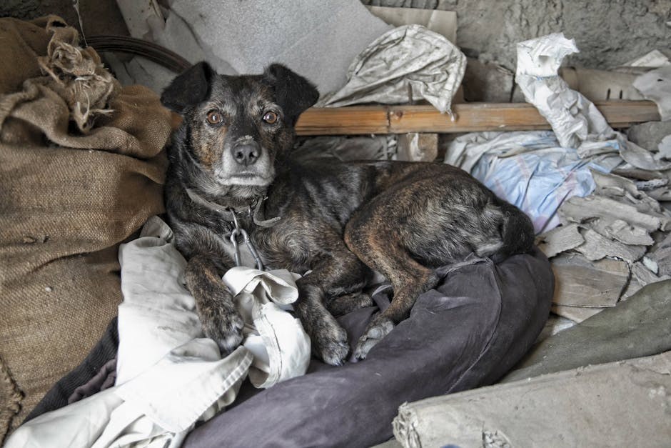 10 pasmina koje obožavaju snijeg [VIDEOZAPISI]