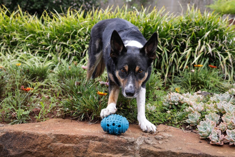 Zlatne duše, sijede njuške: 5 načina pomoći starijim psima zimi