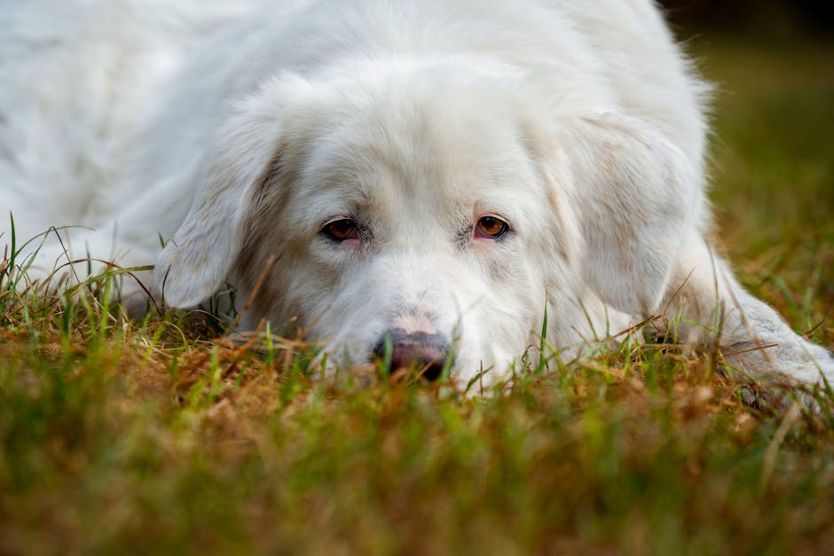 Mijelom u pasa: simptomi, uzroci i veterinarsko liječenje