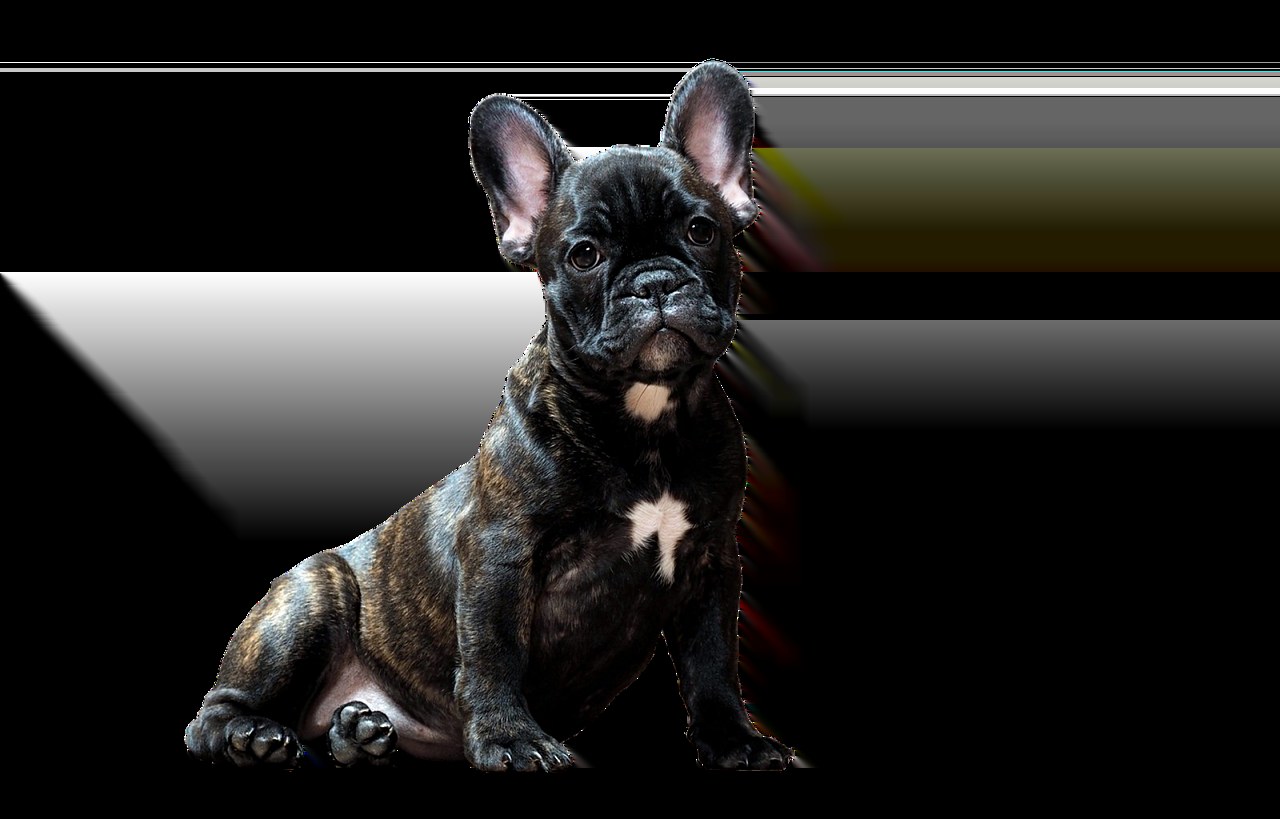 Mijelom u pasa: simptomi, uzroci i veterinarsko liječenje