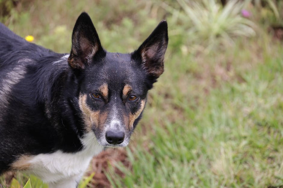 10 načina kako ti pas pomaže u fitnessu i mršavljenju zimi