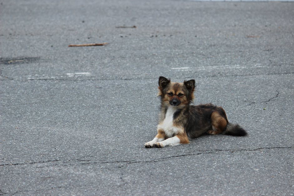 10 načina kako ti pas pomaže u fitnessu i mršavljenju zimi