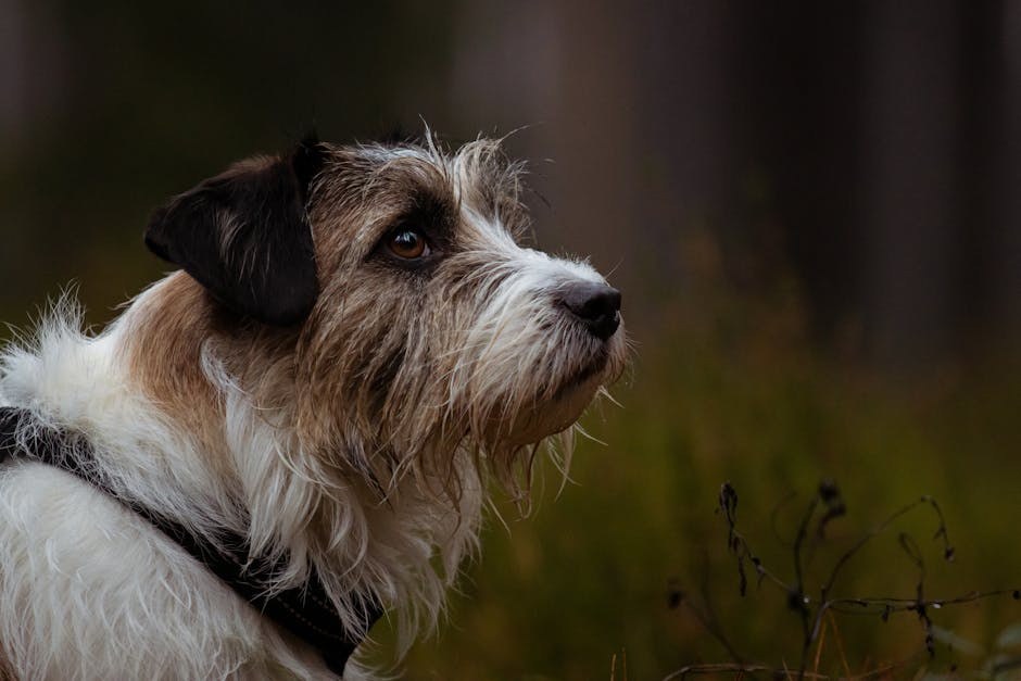 10 načina kako ti pas pomaže u fitnessu i mršavljenju zimi