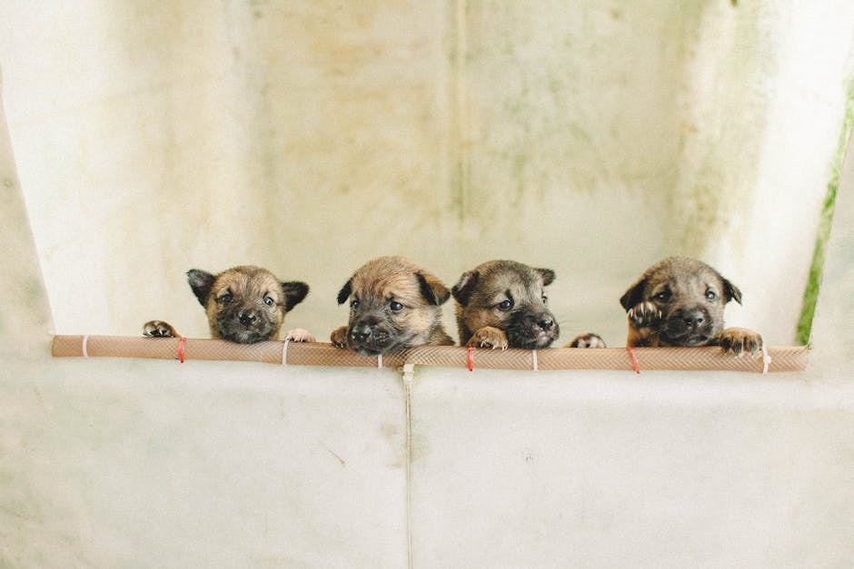 Astrocitom kod pasa: simptomi, uzroci i terapije