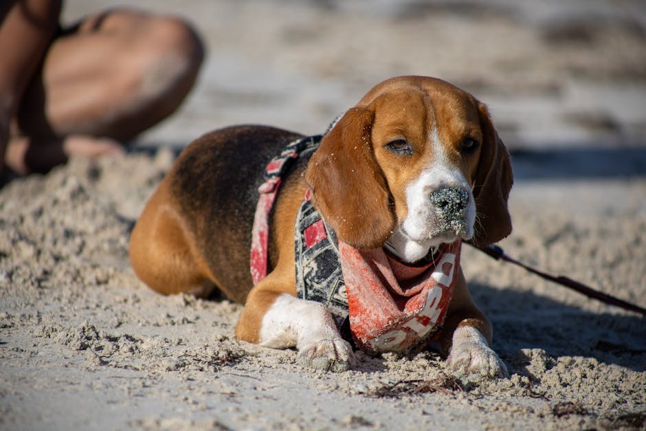 Astrocitom kod pasa: simptomi, uzroci i terapije