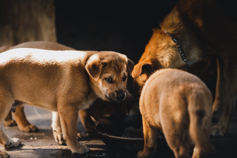 Astrocitom kod pasa: simptomi, uzroci i terapije