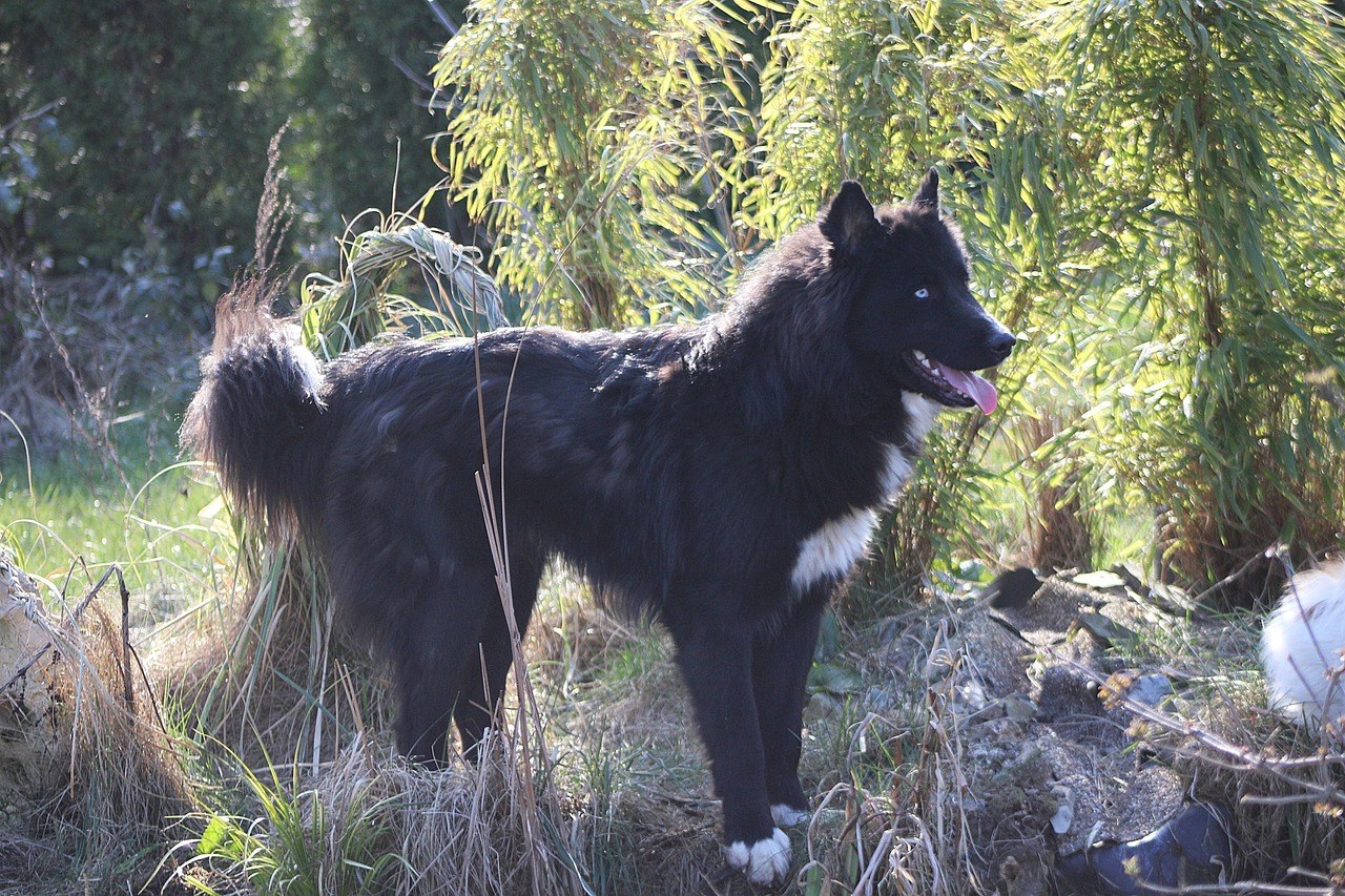 Neuroaksonalna distrofija kod pasa: simptomi, uzroci i liječenje