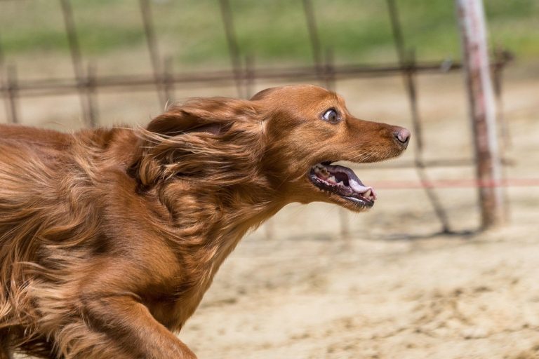 Ozljeda mozga kod pasa: simptomi, uzroci i terapija