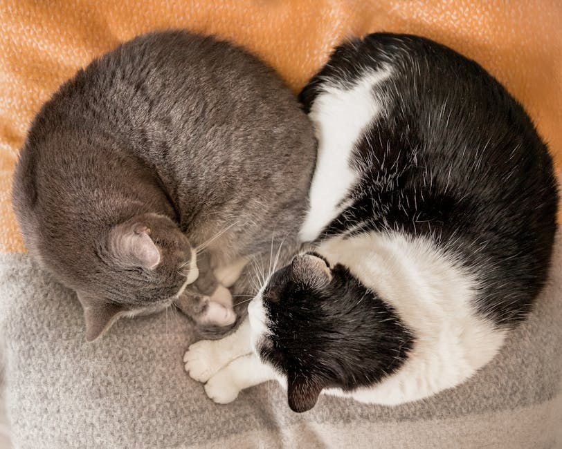 Pseći opsesivno-kompulzivni poremećaji OCD : simptomi, uzroci i liječenje