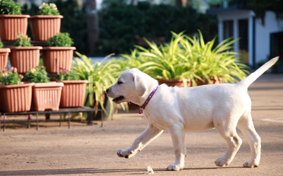 Traumatski miokarditis kod pasa: simptomi, uzroci i liječenje