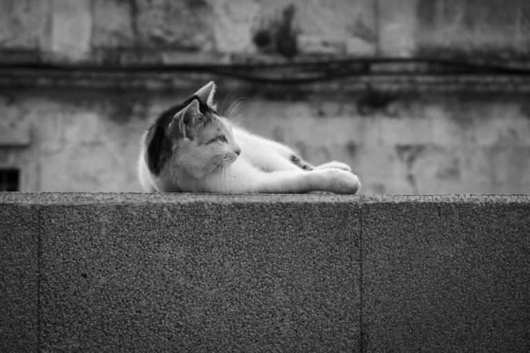 Traumatski miokarditis kod pasa: simptomi, uzroci i liječenje