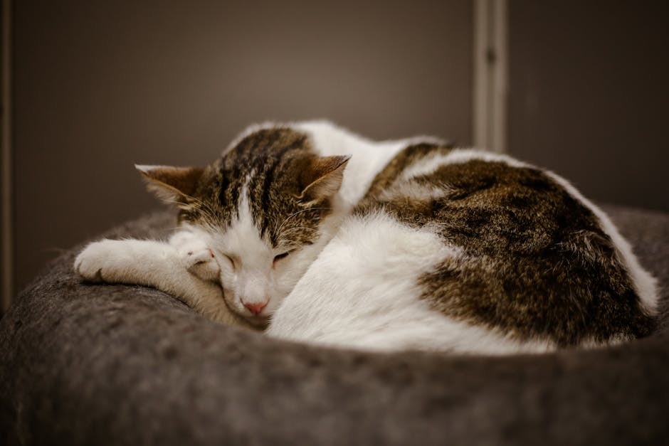 Pretilost kod pasa: uzroci i kako prepoznati prekomjernu težinu