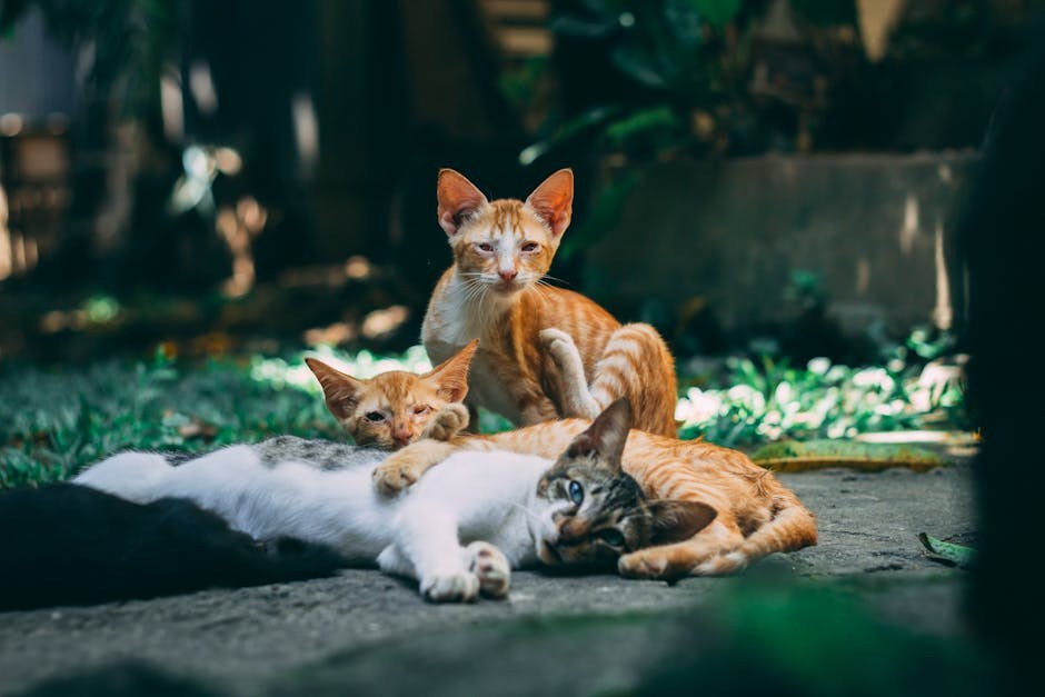 Pretilost kod pasa: uzroci i kako prepoznati prekomjernu težinu