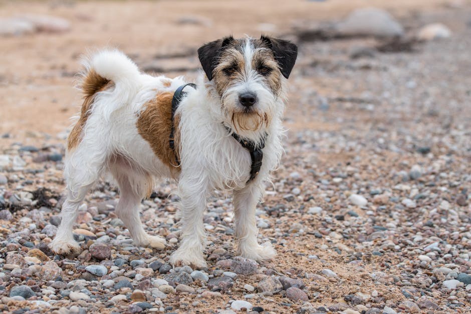 Svakodnevna tjelovježba za ljubimca: novogodišnja odluka koja se drži