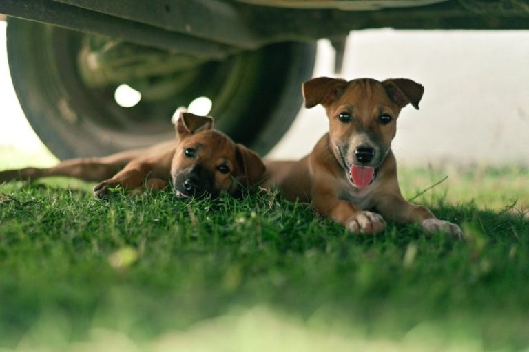 Hipotermija kod pasa: simptomi, uzroci i liječenje