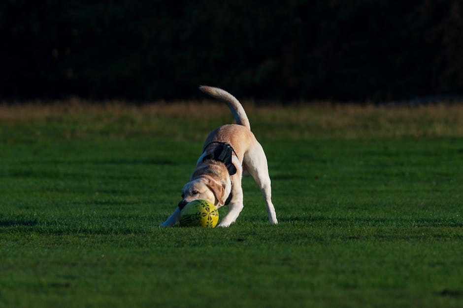 Cerebelarna hipoplazija kod pasa: simptomi, uzroci i liječenje