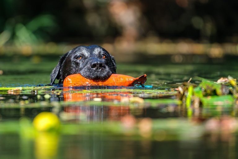 Cerebelarna hipoplazija kod pasa: simptomi, uzroci i liječenje
