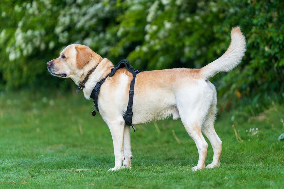 Cerebelarna hipoplazija kod pasa: simptomi, uzroci i liječenje