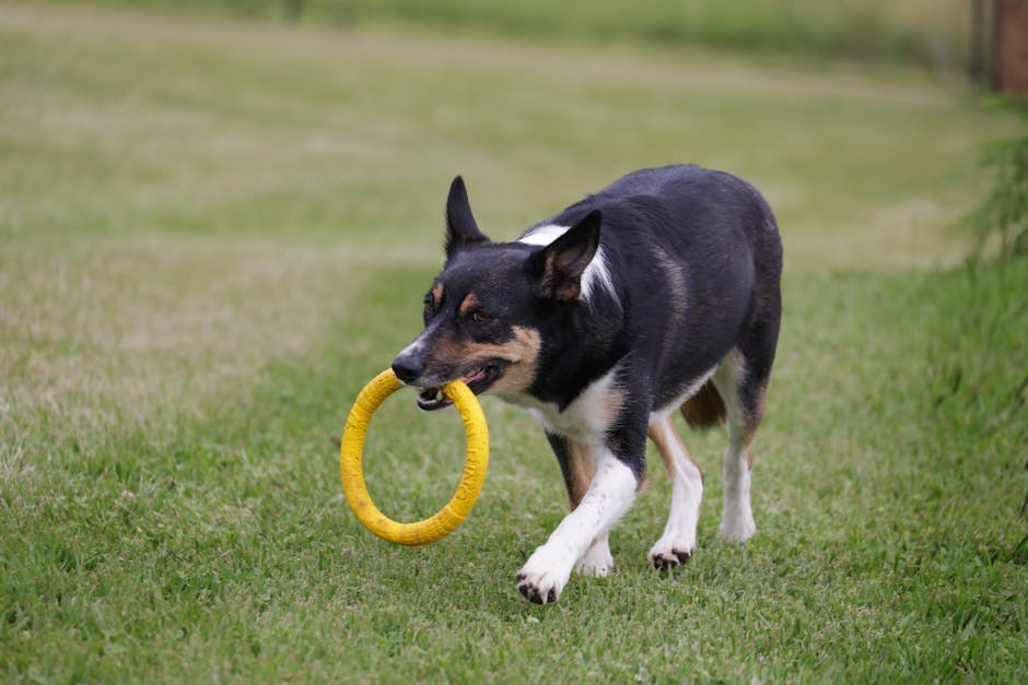 Meningoencefalomijelitis kod pasa: simptomi, uzroci i liječenje